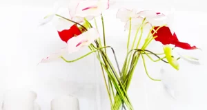 eyJpdCI6ImZpb3JpIGNvbG9yYXRpIGluIGZvdG8gY29udHJvIHBhcmV0ZSBiaWFuY2EgIGdyYXBwb2xvIGRpIGZpb3JpIHJvc3NpIGluIGZvdG8gIHR1bGlwYW5vIHRhZ2xpYXRvIGEgbWV04CBmb3RvZ3JhZmF0byBkaSBub3R0ZSIsImVuIjoiY29sb3VyZnVsIGZsb3dlcnMgaW4gYSBwaG90b2dyYXBoIGFnYWluc3QgYSB3aGl0ZSB3YWxsICBhIGJ1bmNoIG9mIHJlZCBmbG93ZXJzIGluIGEgcGhvdG9ncmFwaCAgYSB0dWxpcCBjdXQgaW4gaGFsZiwgcGhvdG9ncmFwaGVkIGF0IG5pZ2h0In0=
