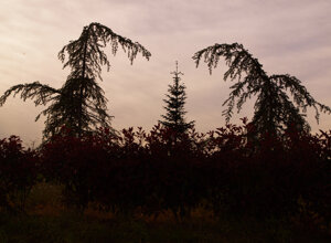  bending pines, triptych of pines, 