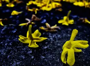 a photo of yellow flowers scattered across the tarmac