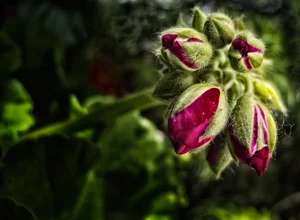  a bunch of red flowers in a photograph