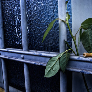 rosa, sigaretta spenta,