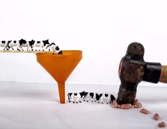 cows that are slaughtered in large numbers
