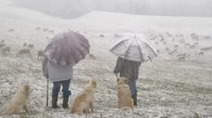 photos of shepherds in heavy snow in the hills of Asti, Italy
