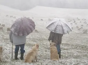 photos of shepherds in heavy snow in the hills of Asti, Italy