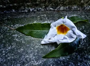 photo of a wilted flower lying on the ground