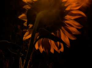 sunflower in the evening, against the sun,
