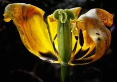 yellow tulip with missing petals