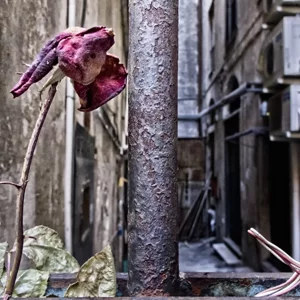 A wilted rose on its stem, leaning against a rusted metal pipe, with an urban courtyard, air conditioning units and electrical cables in the background A wilted rose on its stem, leaning against a rusted metal pipe, with an urban courtyard, air conditioning units and electrical cables in the background