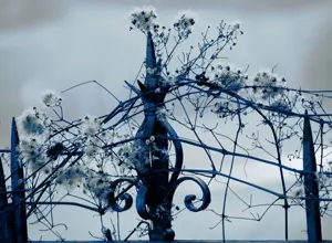 Dried flowers on a railing in Gavazzana, photographed in winter