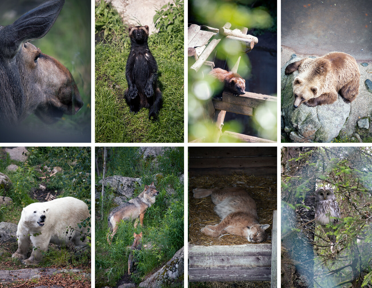 ranua-animali.jpeg ranua-animali.jpeg