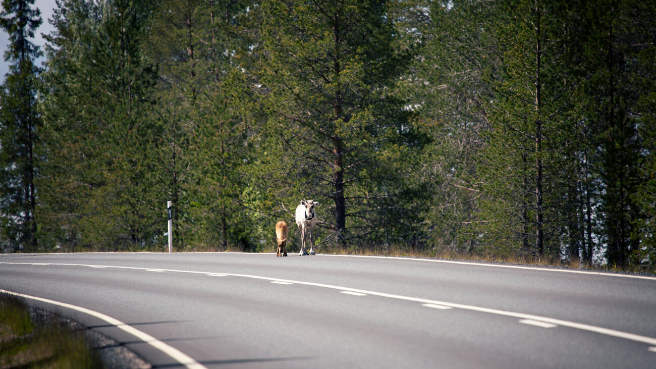 renne-lapponia.jpeg renne-lapponia.jpeg