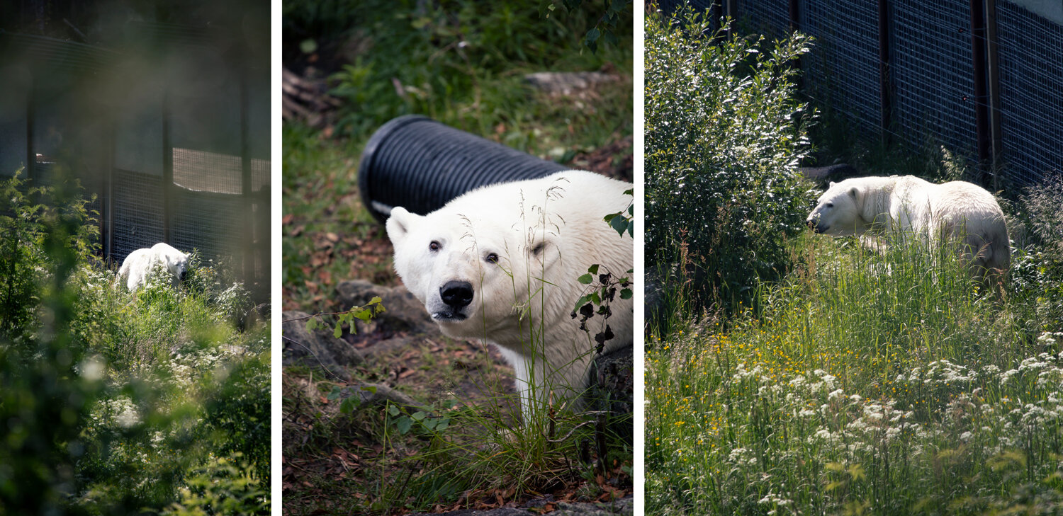 orso-polare-ranua.jpeg orso-polare-ranua.jpeg