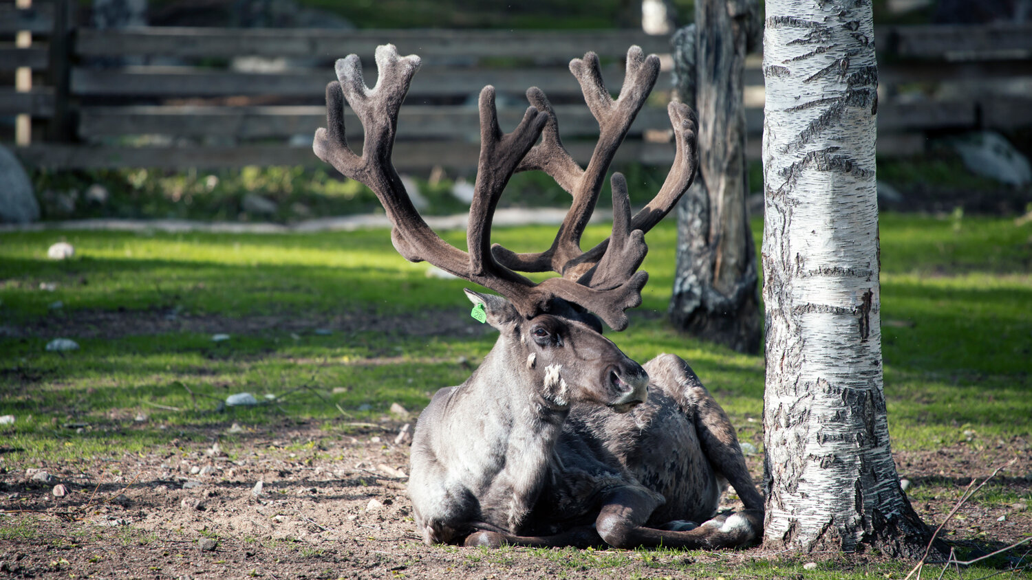 wildlife-park-ranua.jpeg wildlife-park-ranua.jpeg