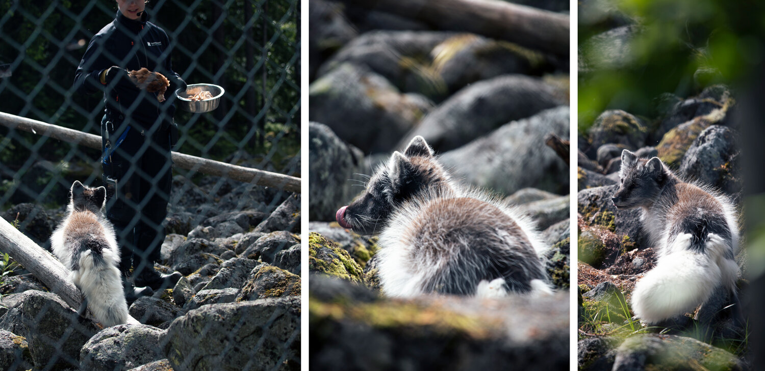 volpe-artica-ranua.jpeg volpe-artica-ranua.jpeg