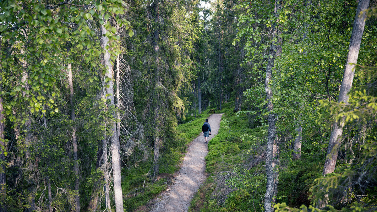 trail-auttikongas.jpeg trail-auttikongas.jpeg