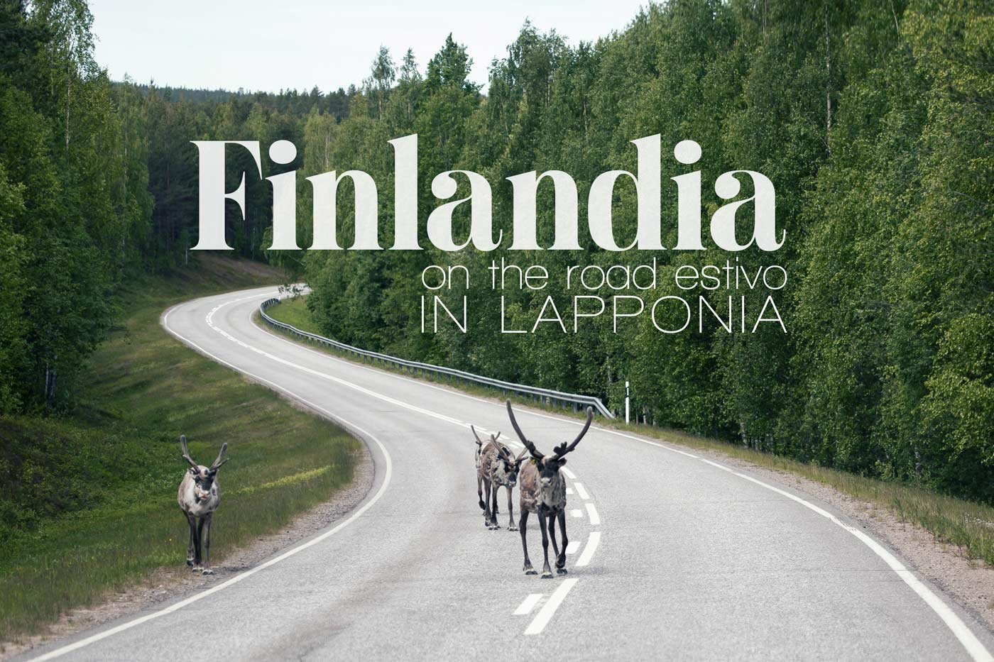 finlandia-lapponia.jpeg finlandia-lapponia.jpeg