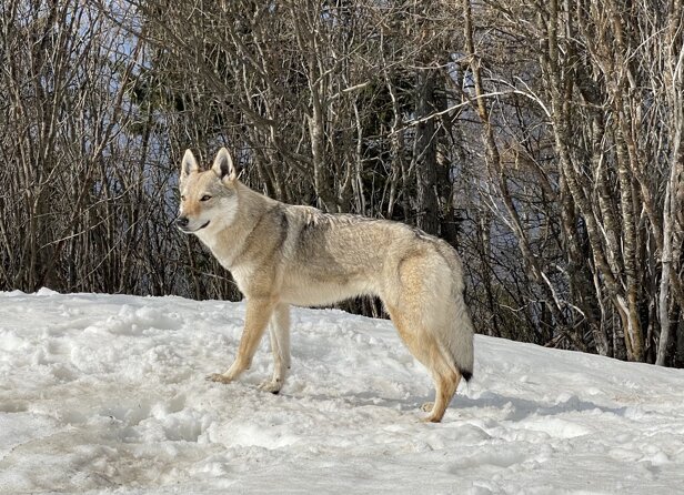 Allevamento cane lupo cecoslovacco Malissius - Vallecamonica, Brescia, Lombardia - Cuccioli lupo cecoslovacco