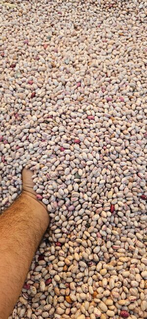 getrocknete-borlotti-bohnen-vakuumverpackt