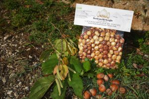 nocciole-tostate-biologiche