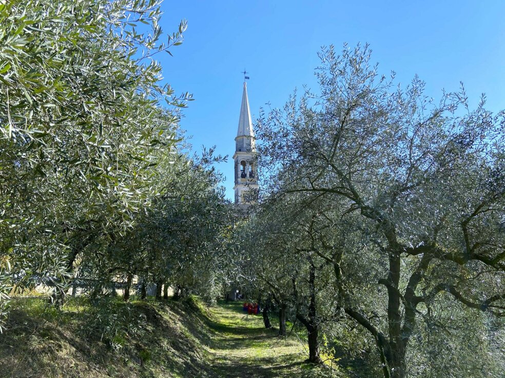Uliveto di Nanto con il campanile della chiesa sullo sfondo