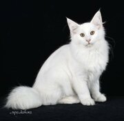 dido'.jpeg dido'.jpeg