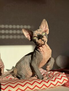 kitten x perfecta.jpeg kitten x perfecta.jpeg