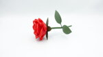 1-rosa
