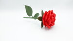 1-rosa