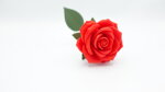 1-rosa