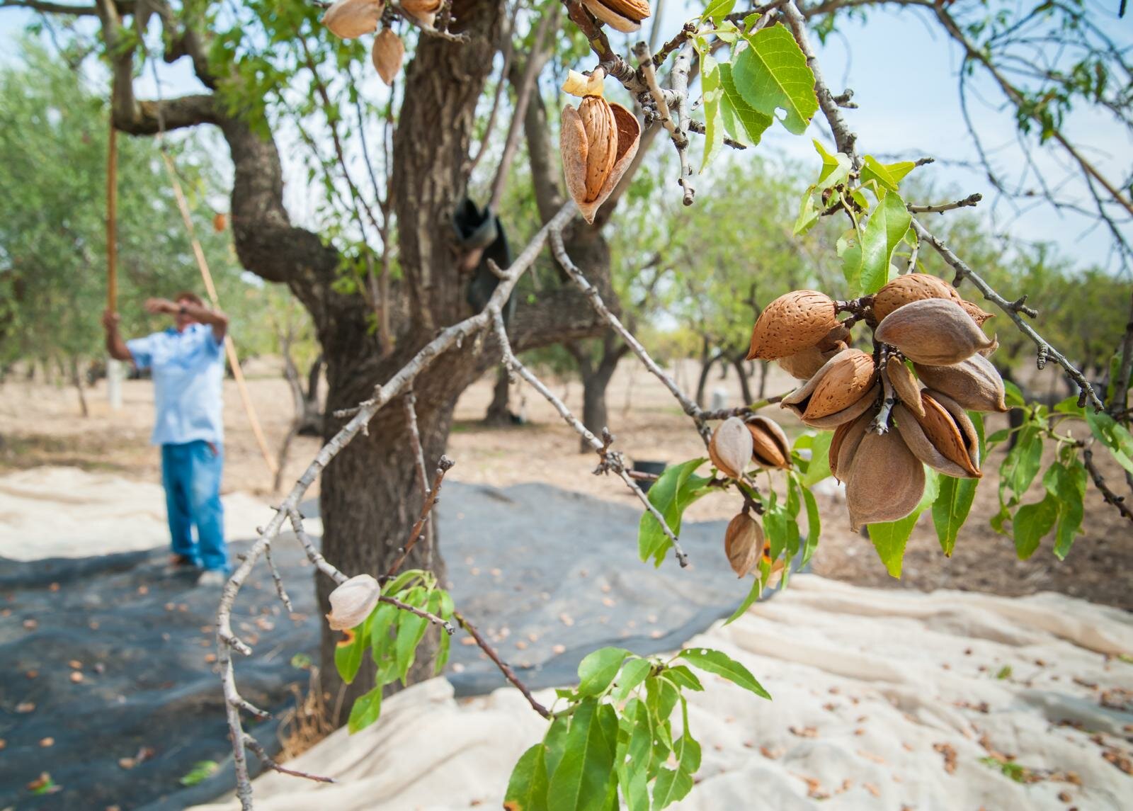 Avola, nel museo della mandorla pizzuta