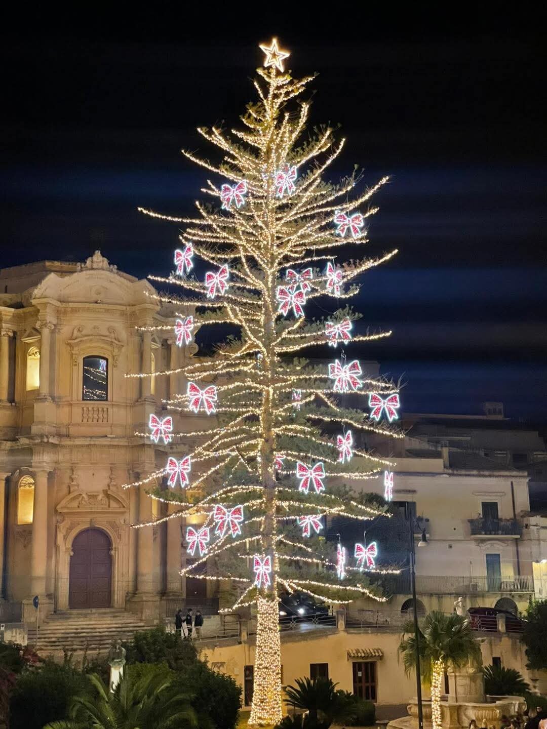 noto-albero.jpeg