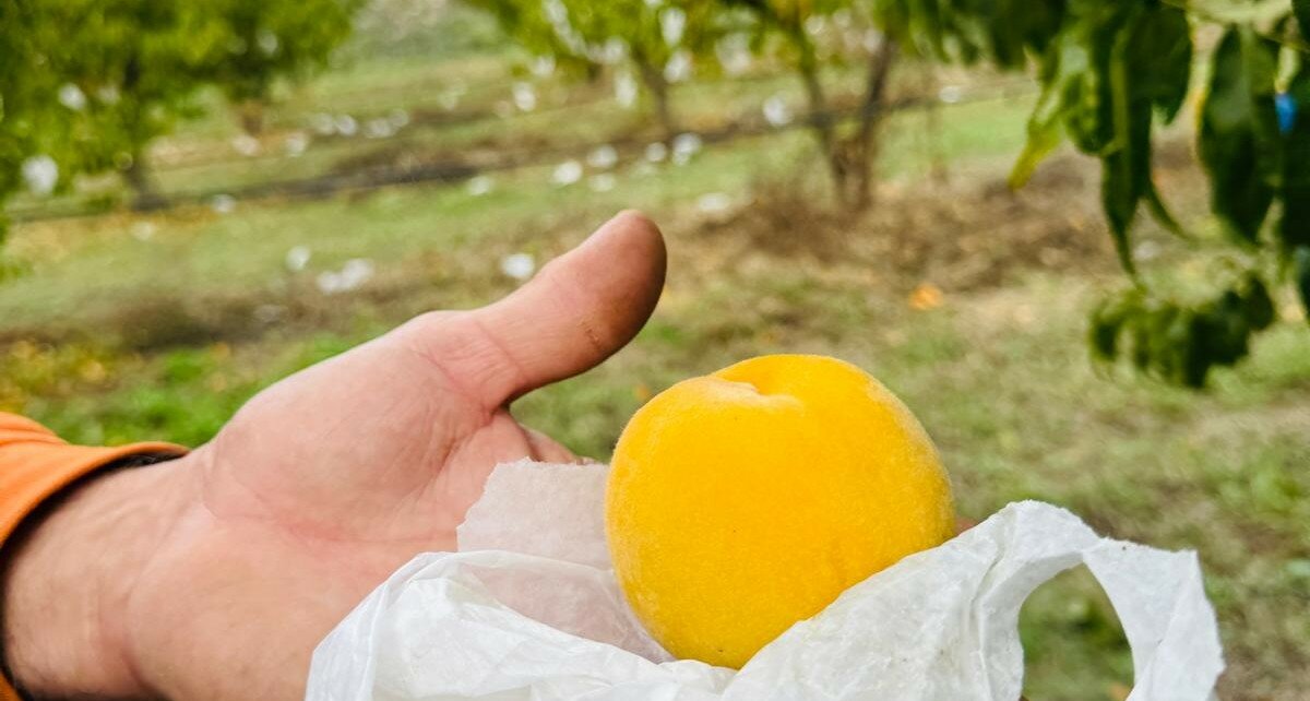 La pesca di Leonforte vola negli Stati Uniti