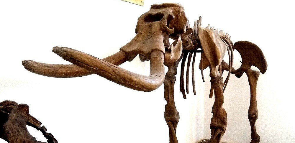 L'elefante nano fra le meraviglie del museo di Comiso