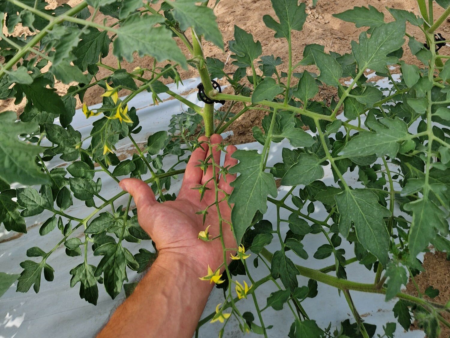 Interventi e pratiche agronomiche per una rizosfera e una coltura performante nei trapianti post-estivi