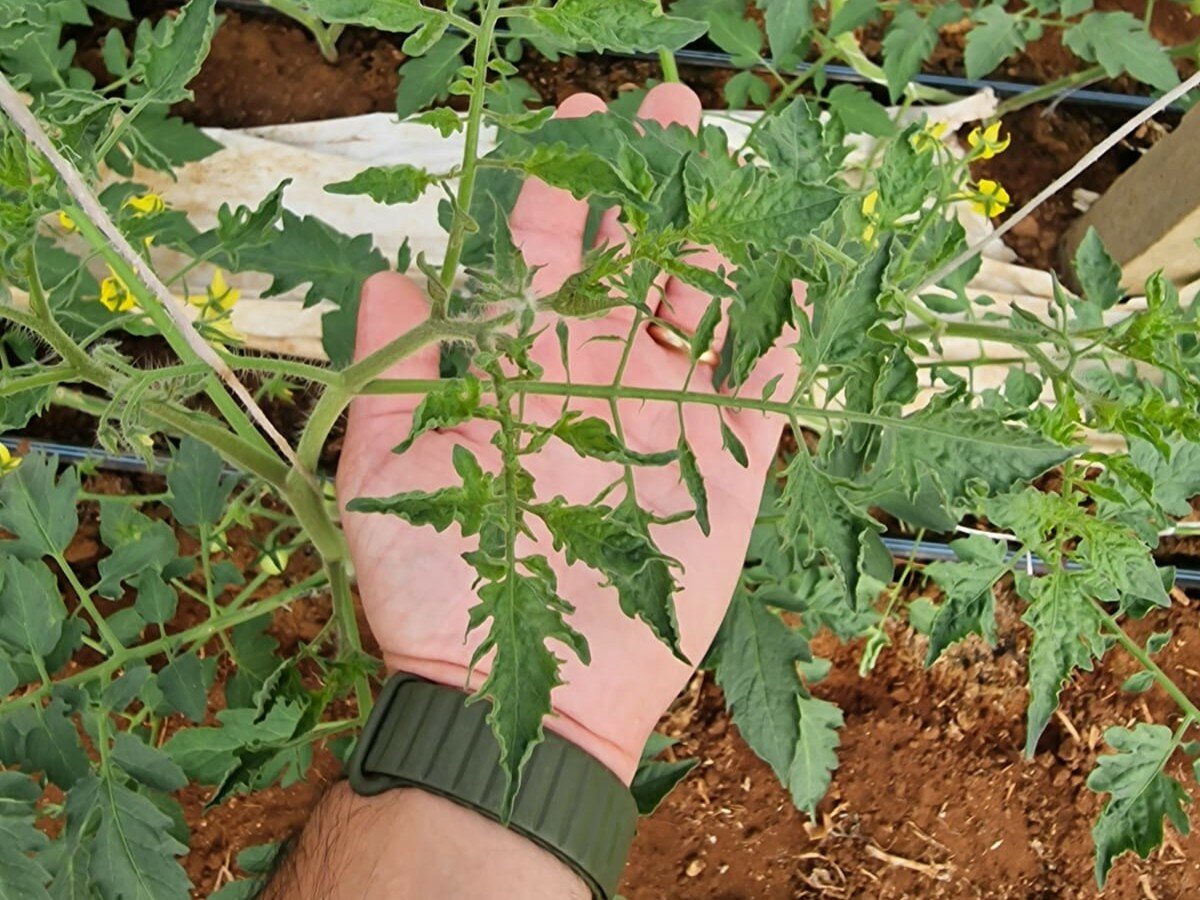 ToBRFV: strategie integrate di difesa, tra genetica, profilassi e fisiologia vegetale