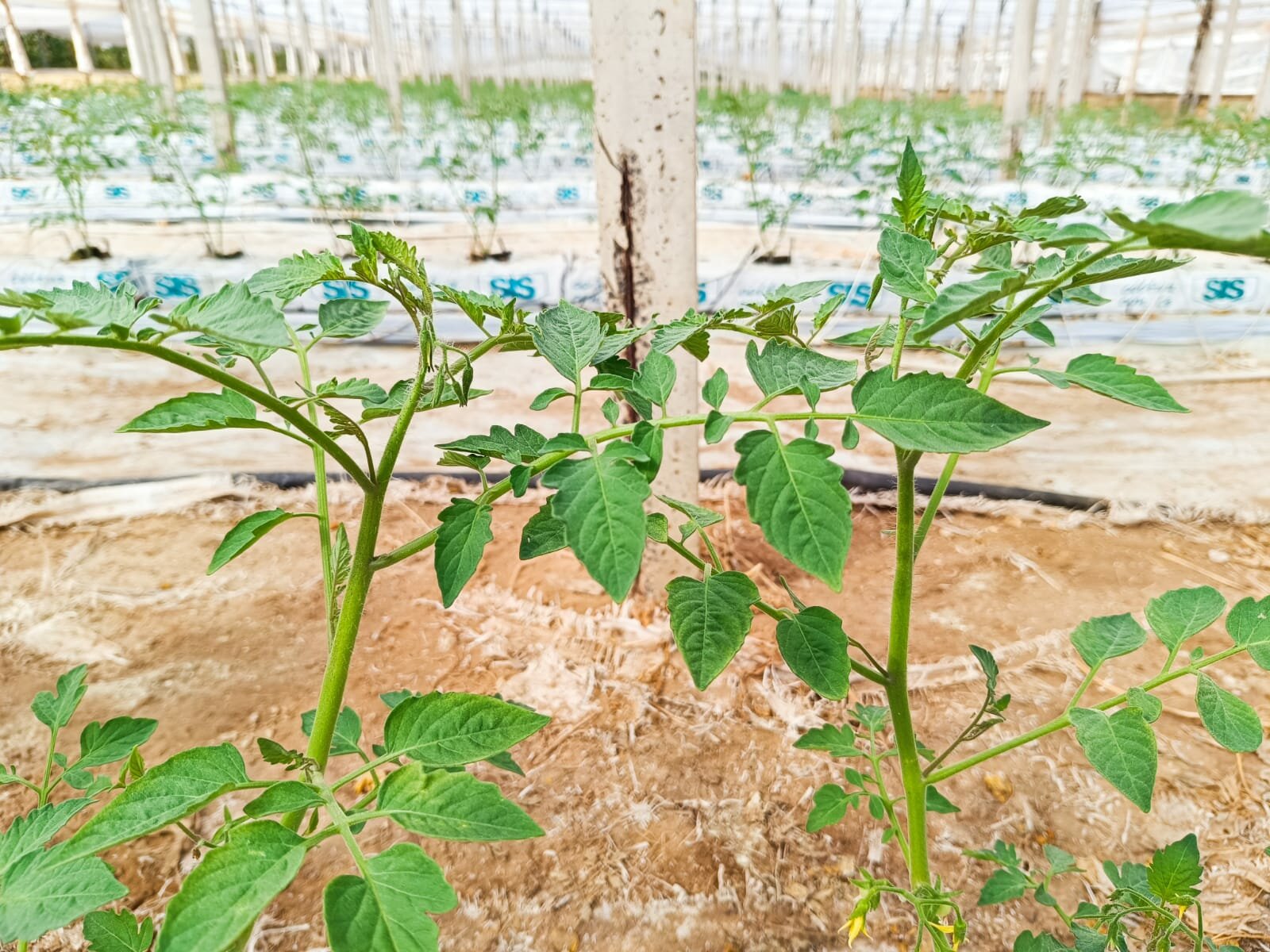 Pomodoro estivo in serra: un esempio di strategie di biostimolazione e difesa integrata