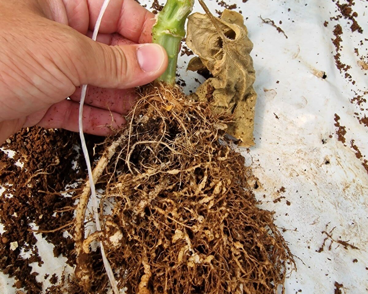 Gestione e controllo dei nematodi galligeni: una sfida continua in orticoltura