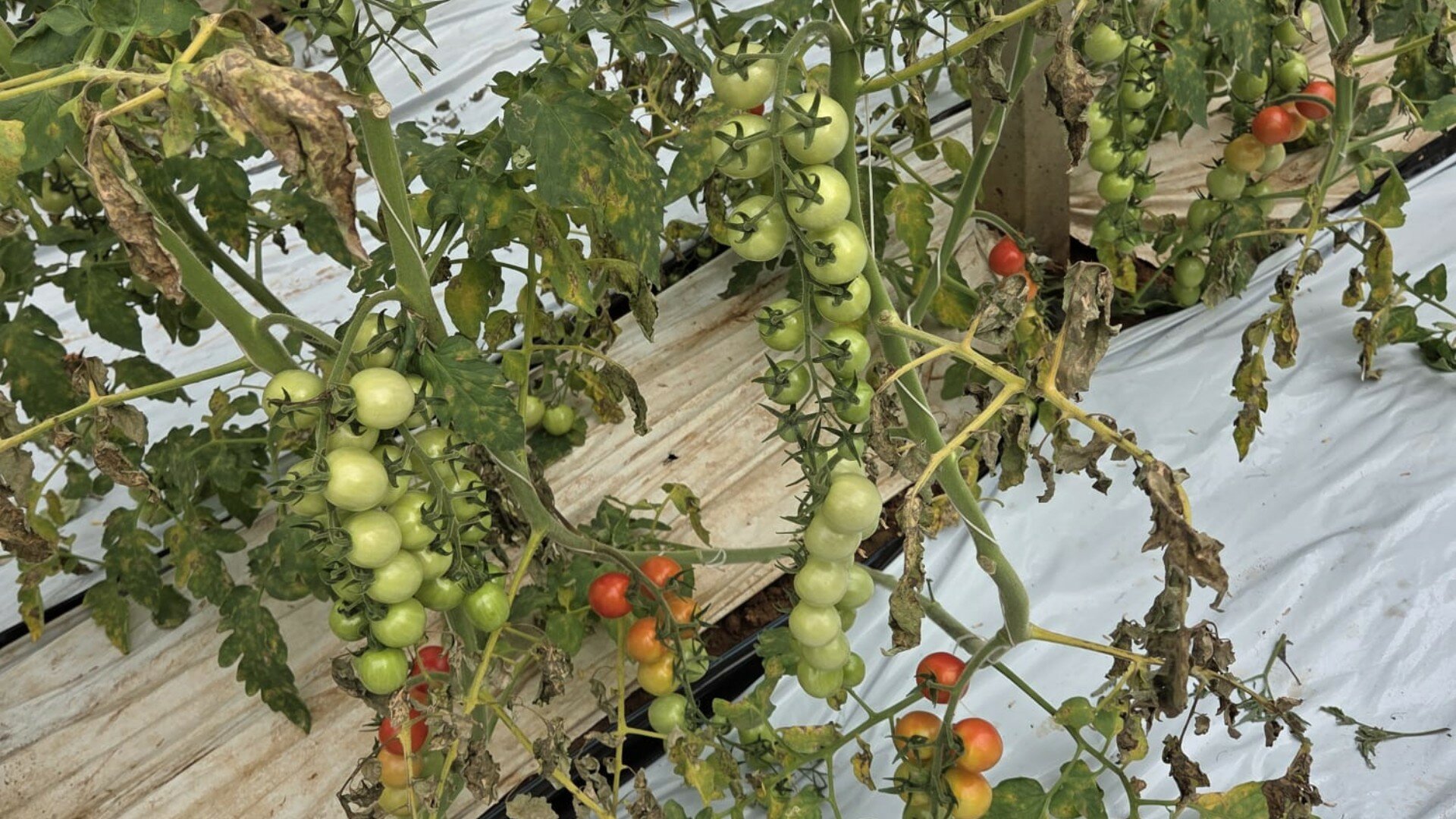 Difesa passiva e SAR: proteggere le colture autunno-vernine nell’era del cambiamento climatico