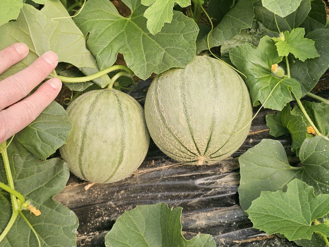 Dalla radicazione alla rete: un esempio di protocollo tecnico per le prime fasi di sviluppo e ingrossamento del melone in serra