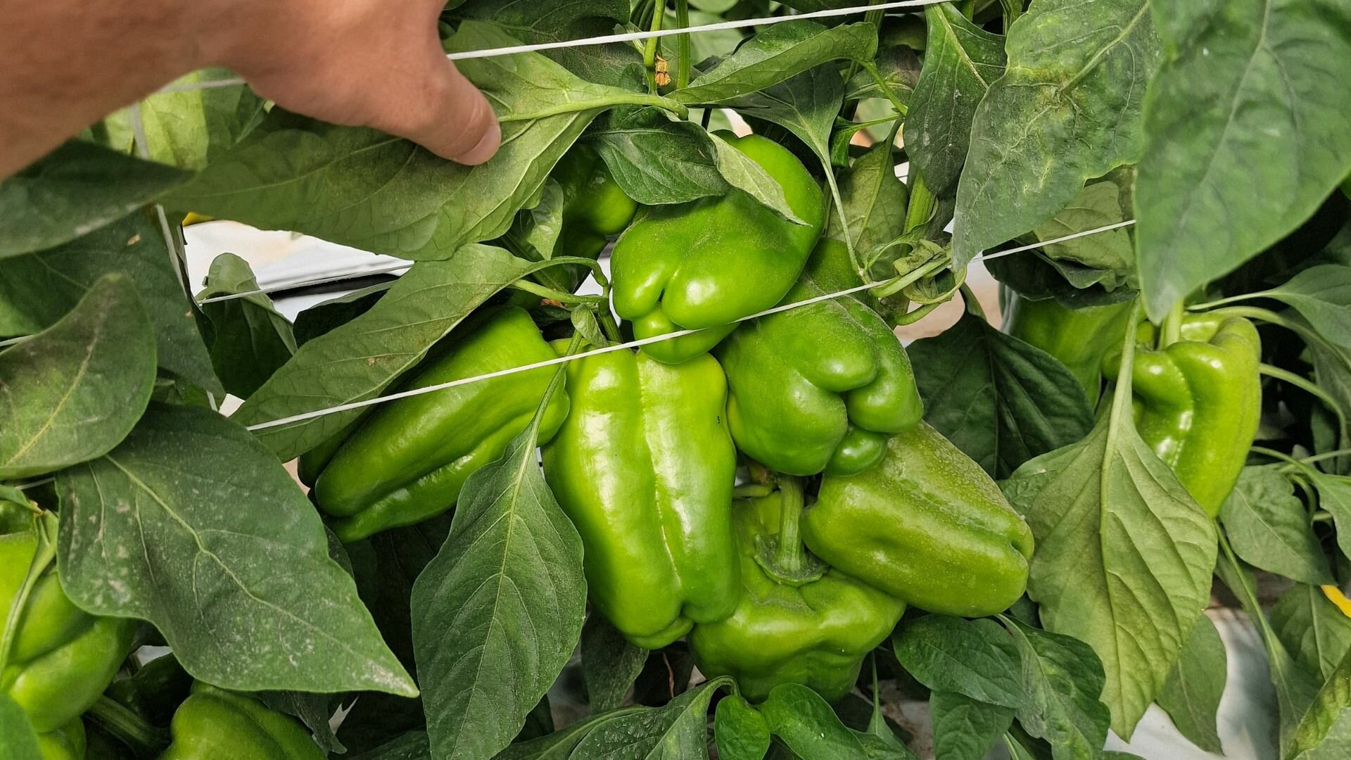 Gestione integrata del ragnetto rosso nel peperone in serra: la sinergia tra lotta biologica e acaricidi