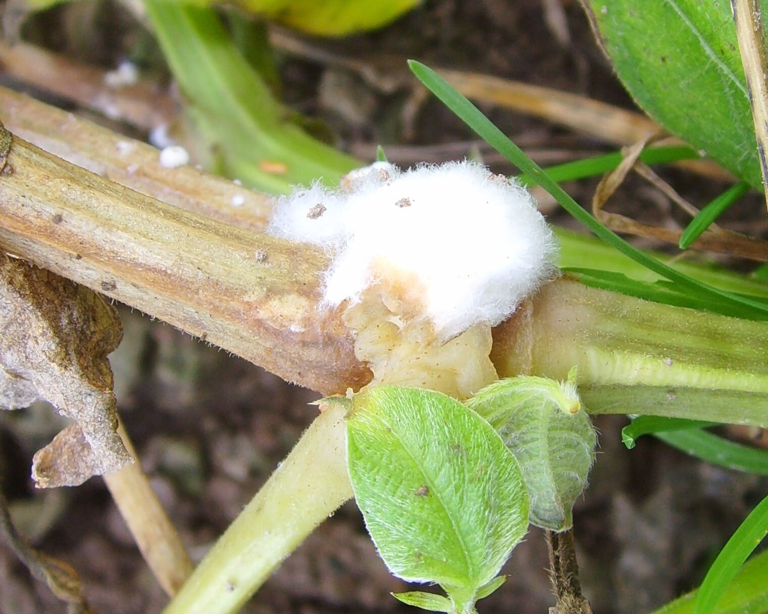 La sfida della sclerotinia nella fascia trasformata nell’era del cambiamento climatico