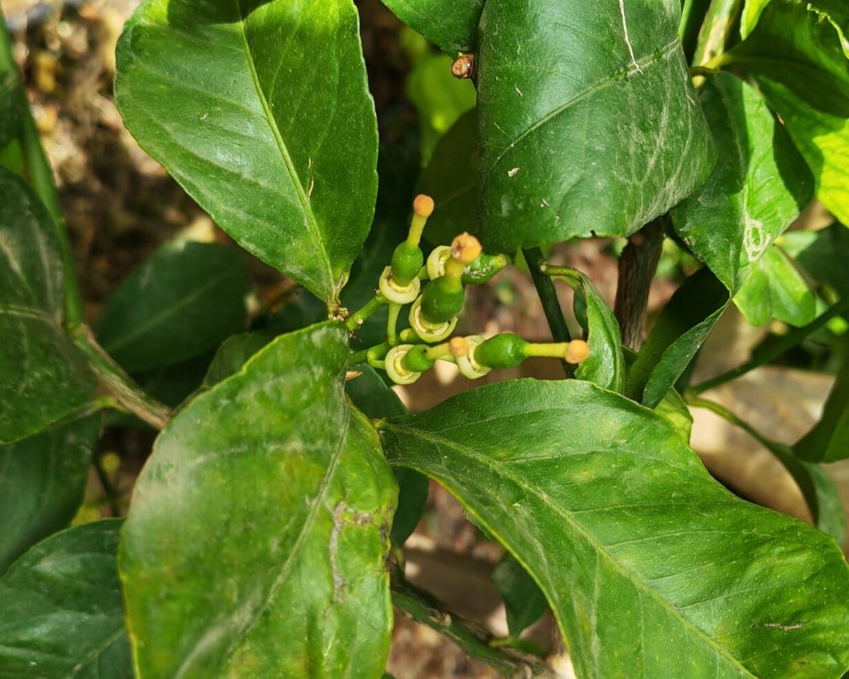 Ridurre la cascola e ottimizzare la produttivit&agrave; negli agrumi: gli attori principali per massimizzare qualit&agrave; e calibro dei frutti