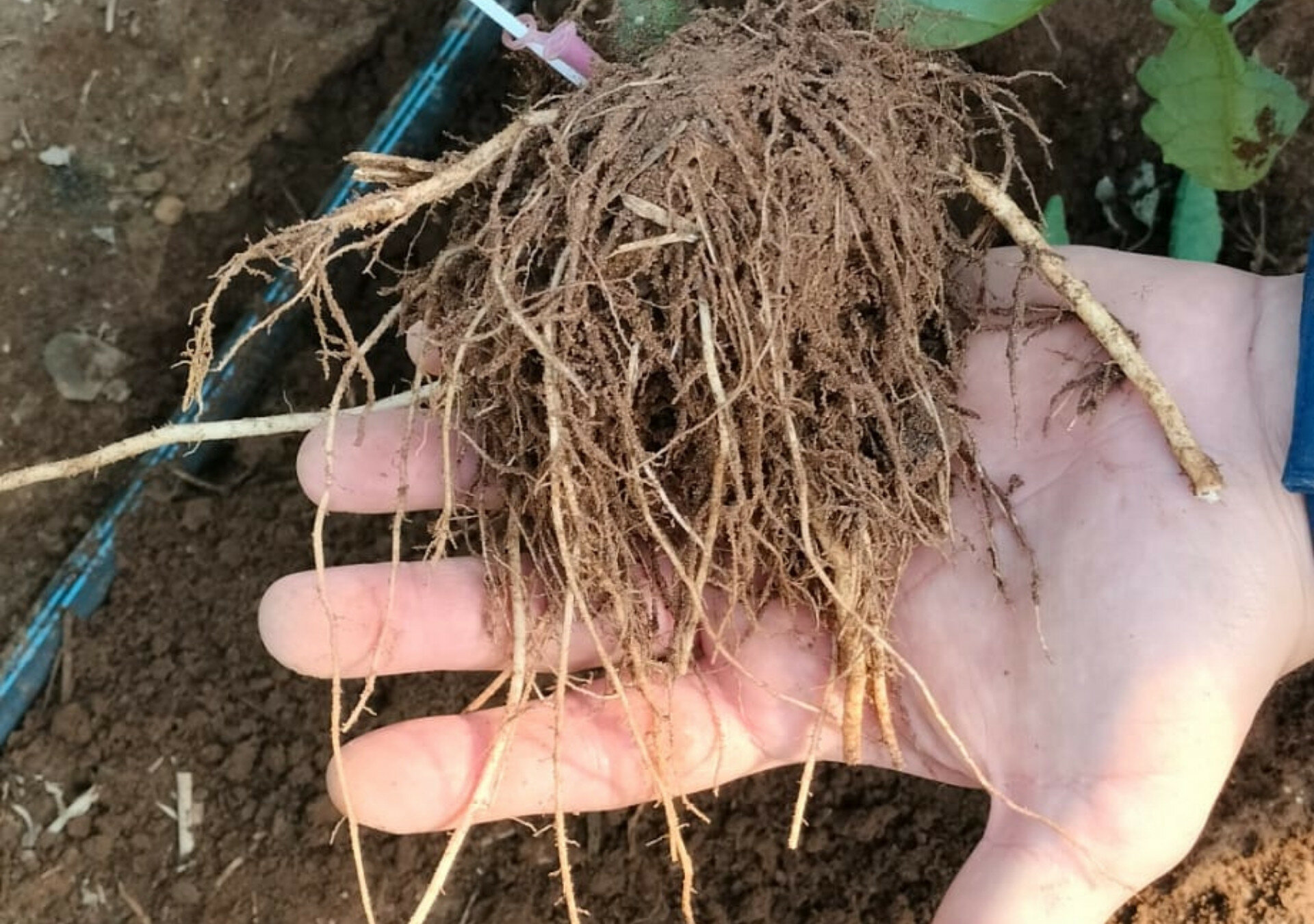 Gestione integrata dei suoli: perché gli inoculi batterici sono cruciali nel post-trapianto