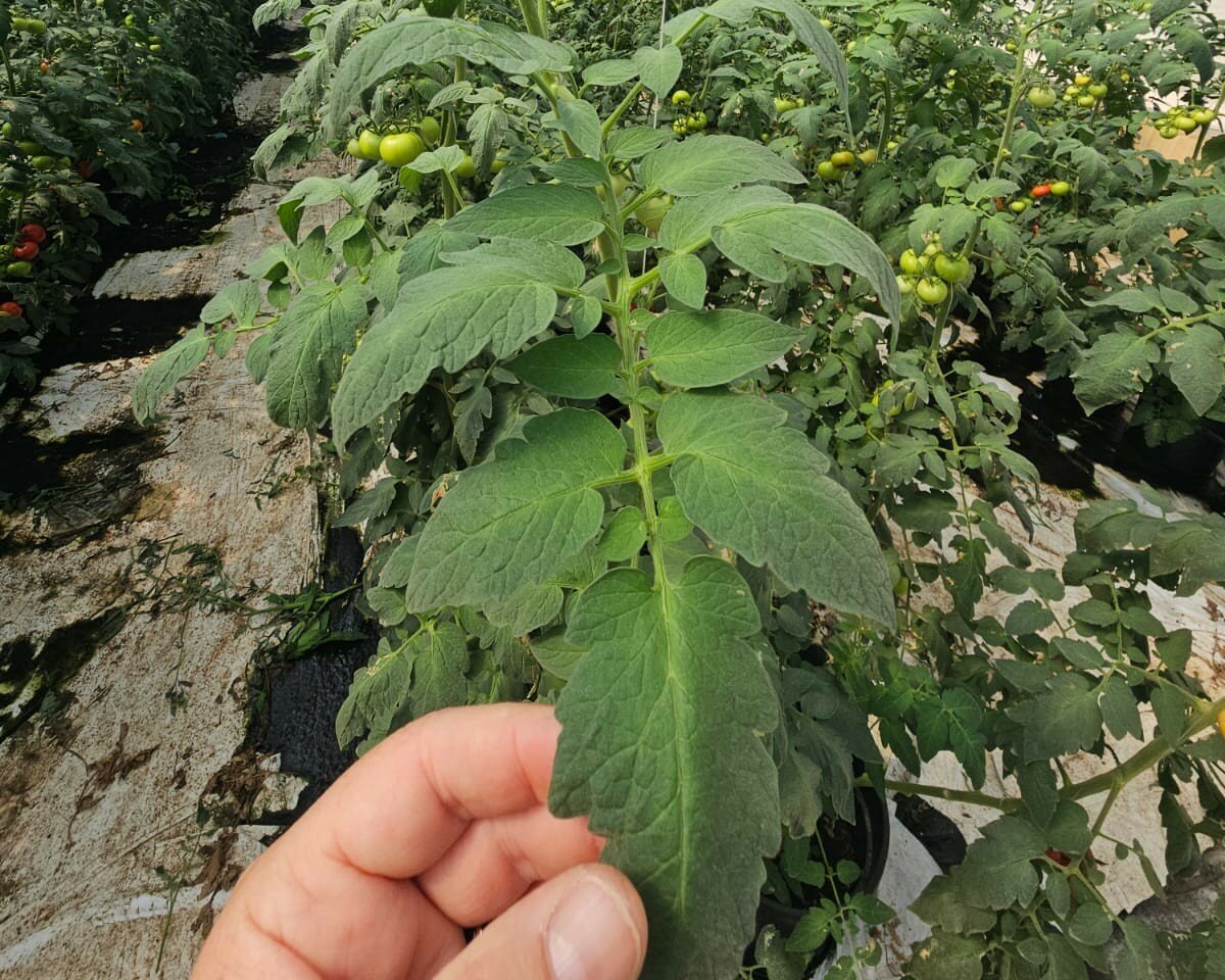 Glicinbetaina: alleato perfetto contro gli stress da caldo