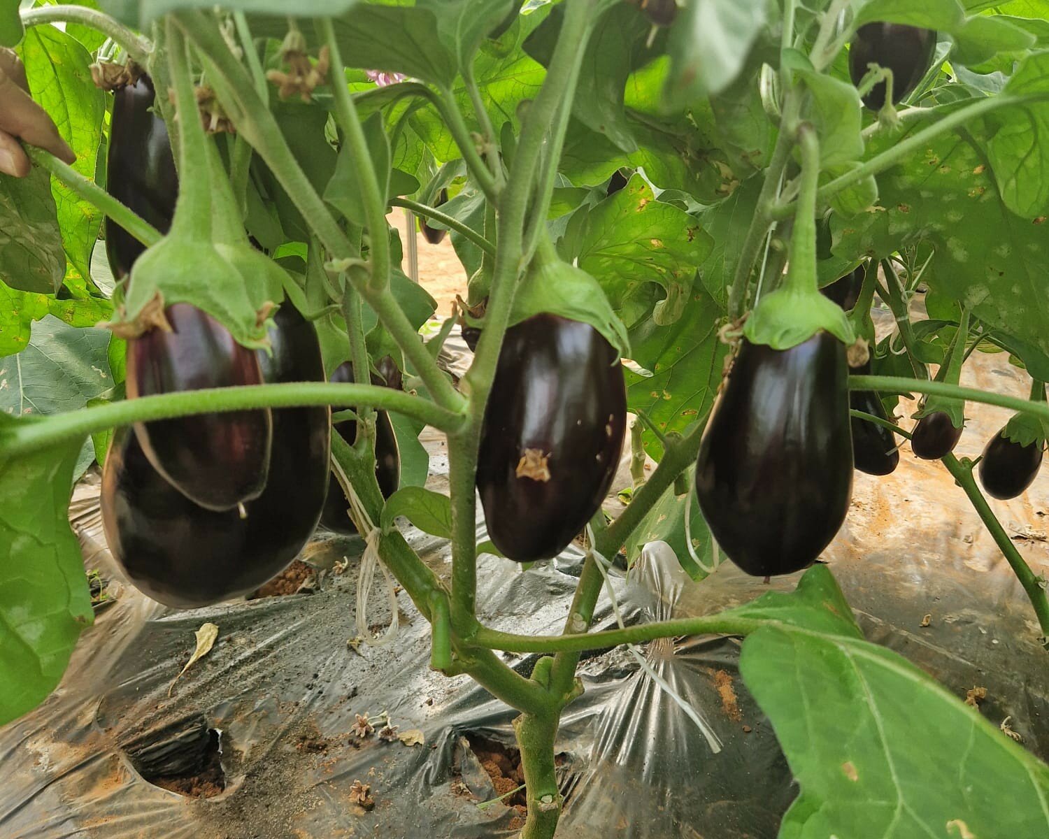 Fruttificazione della melanzana in serra: un esempio di protocollo per contrastare efficacemente stress termici e aborti fiorali