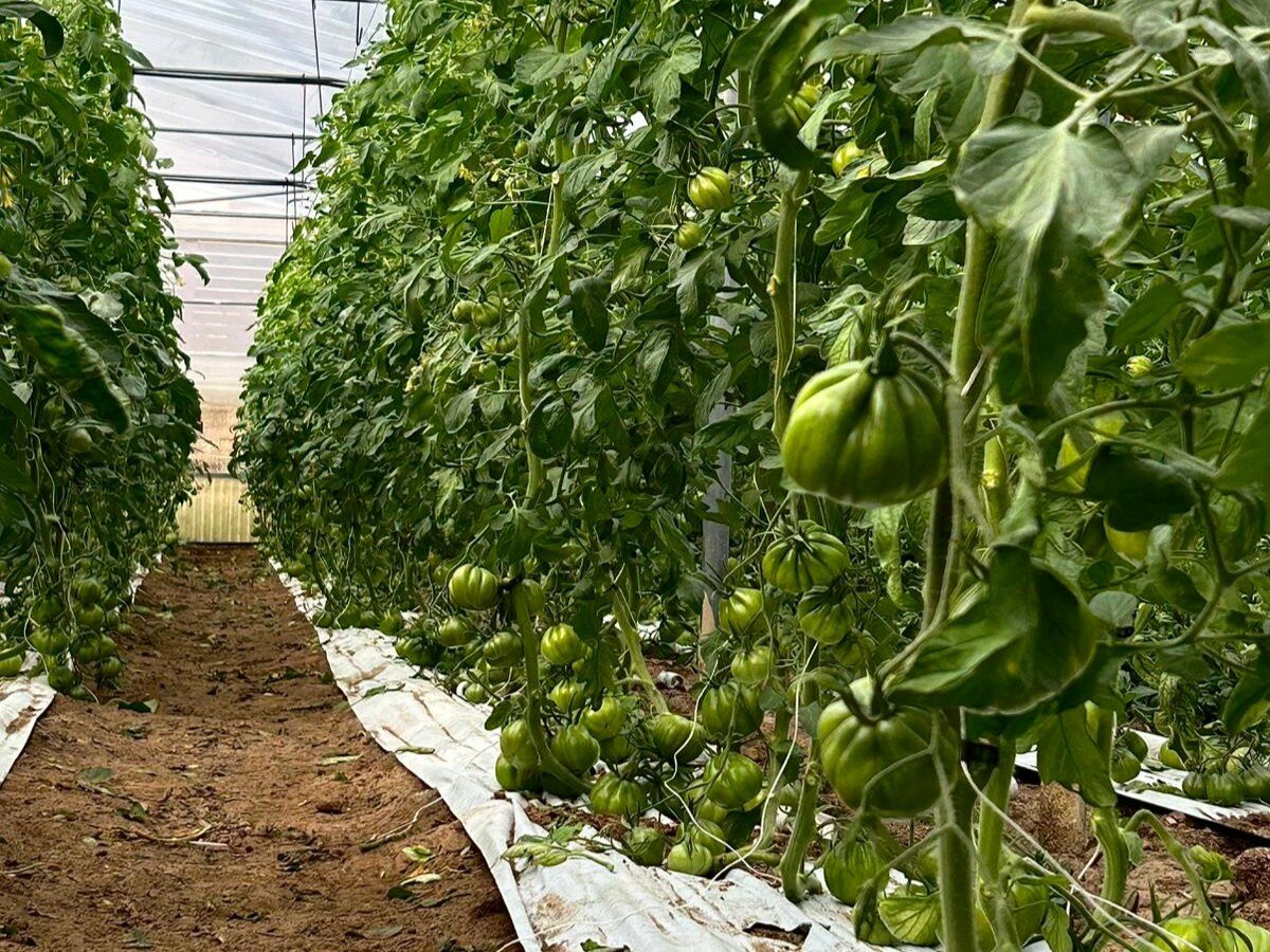 Zeolite, zolfo e chitosano: difesa preventiva e smart per le colture da reddito