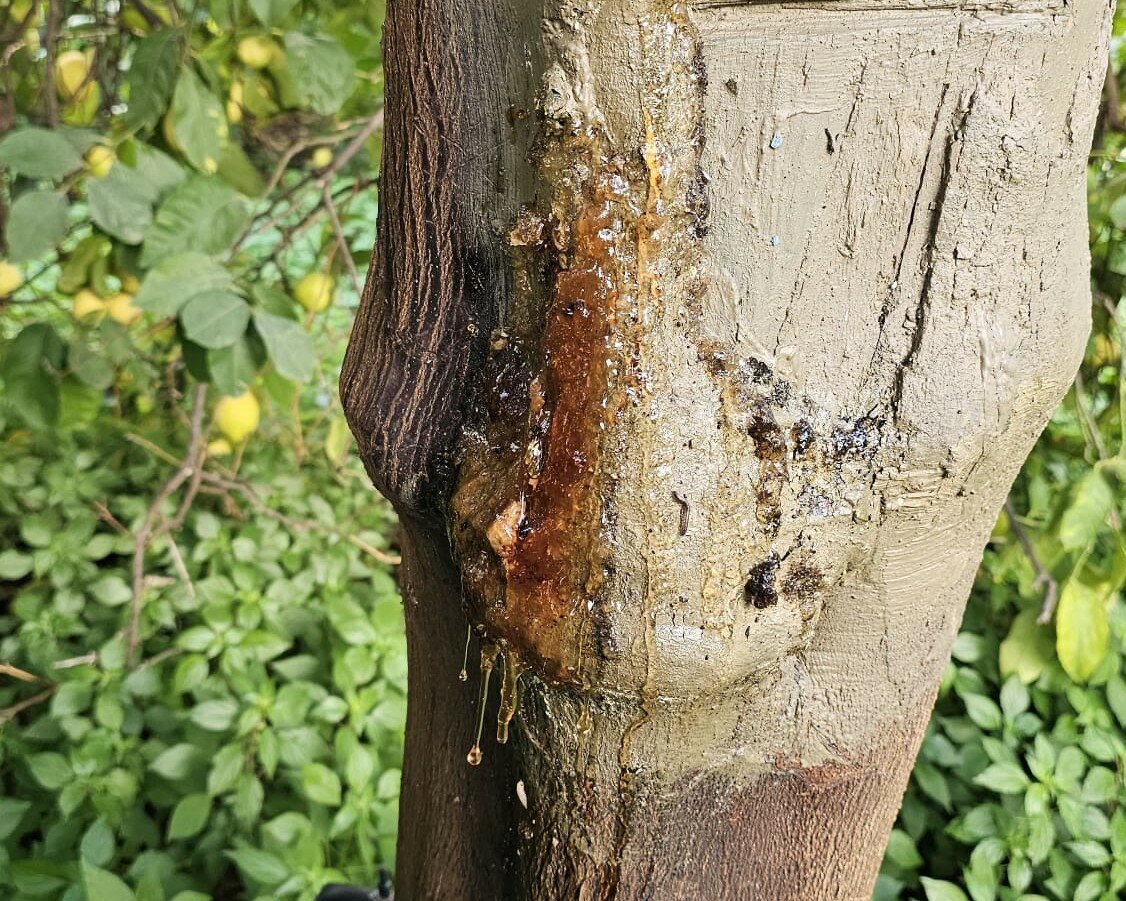 Difendere l’agrumeto: oltre la produzione... la profilassi!