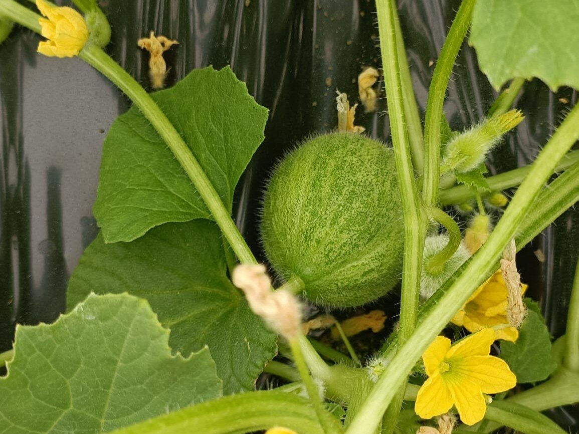 Cucurbitacee e barattiere in serra: gestire l’eccesso di vigoria e favorire l’allegagione