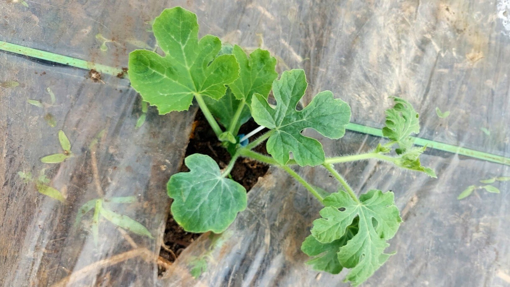 Protocolli di radicazione e veg comfort in post trapianto: come ottimizzare le performance di accrescimento in anguria e mini-anguria