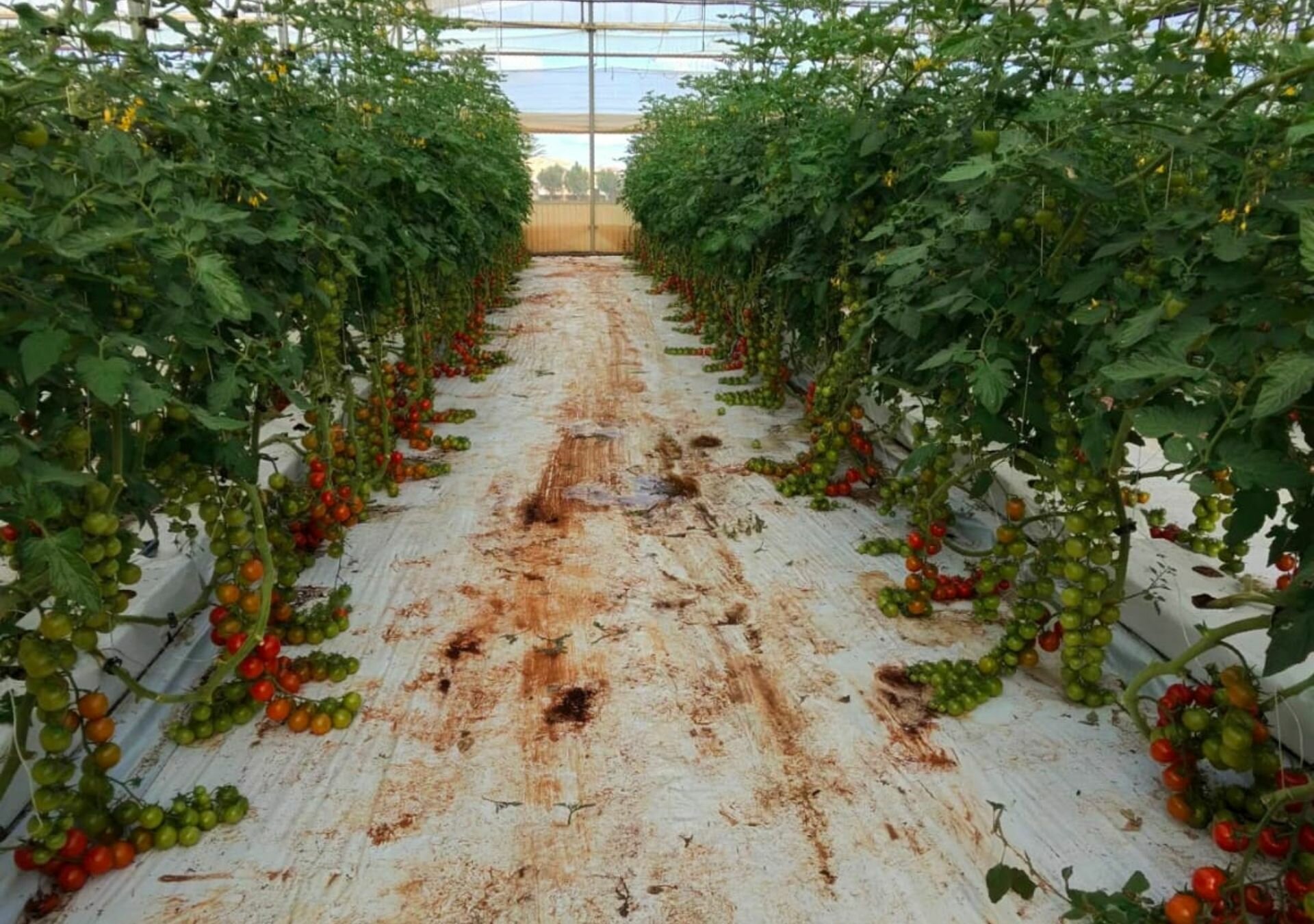 Tannini, propoli e sostanze di sintesi: sinergie nei nuovi protocolli avanzati in campo